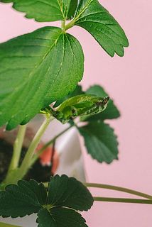 一部、葉先が変色している場合がございます。