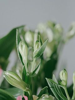 蕾の状態でお届けします。