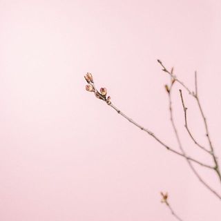 開花が待ち遠しい😍