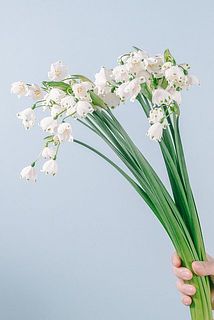 お届けイメージ。たっぷり20本入り。