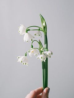 すずらんのような花姿。花びらのふちにグリーンの模様が入ります。