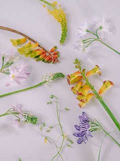 春は可愛いお花がたくさん✨