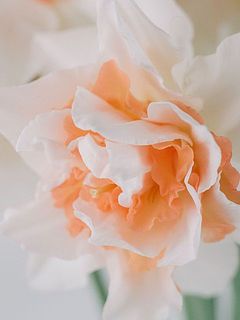 サーモンピンクのフリルが美しい✨