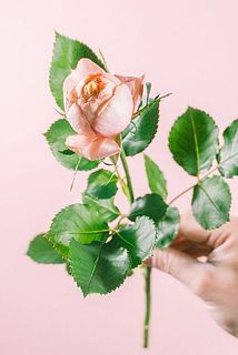 ベビーロマンチカ