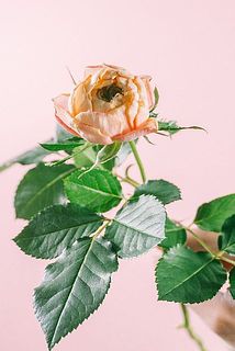 色味や形には個体差がございます。