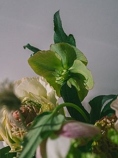 一重のクリスマスローズ