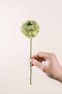 グリーンのラナンキュラスは色味に個体差があります