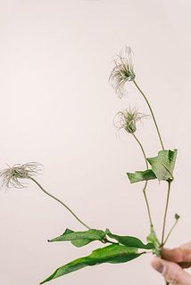 クレマチスのシード（種）個性的で可愛い