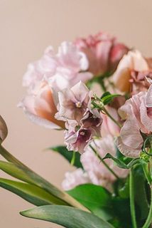 フロックスは個体差により、色味が異なります。