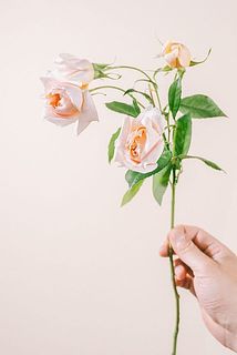 品種特性として枝垂れるバラになります。