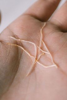 根が落ちてしまう場合がございます。