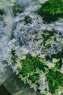 まだ蕾の花も。