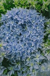 満開になると星のように。