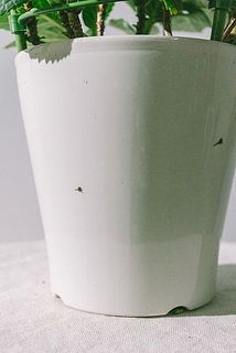 お届け時、鉢に汚れがある場合がございます。