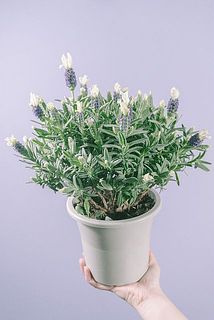 お花の咲き具合には個体差がございます。