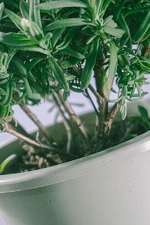 日が当たらない、根本部分は成長するにつれて木化します。