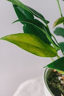 一部、変色している場合がございます。