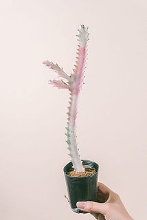 形や大きさには個体差がございます。