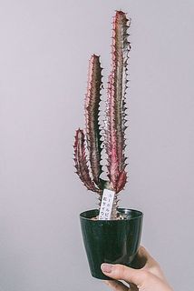 形や大きさには個体差はございます。