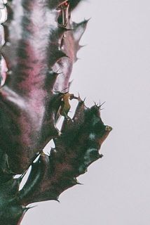 一部、茶色く変色している場合がございます。