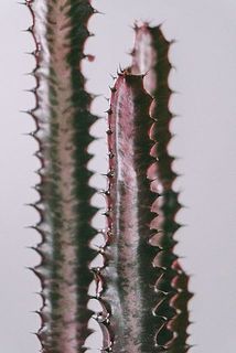 ギザギザ姿がかっこいい✨