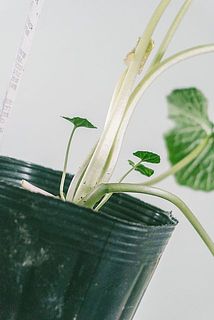 配送中の揺れて茎が折れてしまう場合がございます。