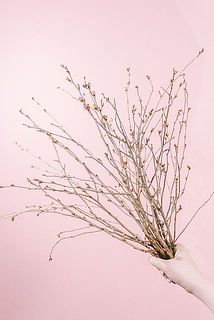 彼岸桜は9〜10本お届けします🌸