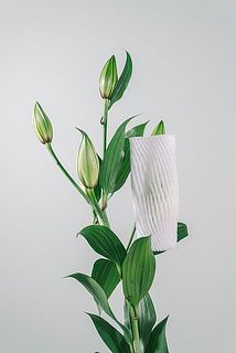 ネットが着いていない蕾もございます。