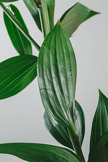 一部、葉に傷がある場合がございます。