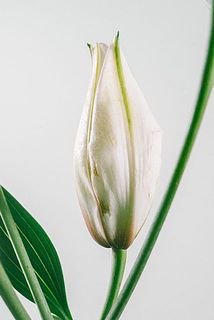 一部、蕾に傷がある場合がございます。