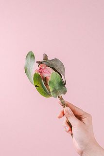 プロテアの大きさには個体差があります。