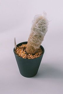 育ち方には個体差があります。