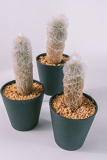 おまかせで1鉢お届けします。