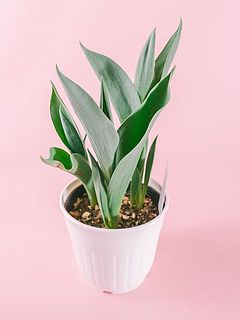 まだ蕾がない子も。