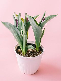 花付きには個体差があります。