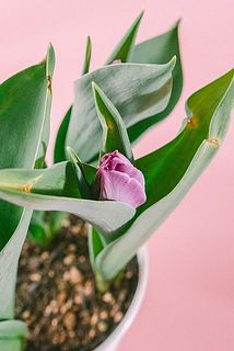 一部、葉に傷がある場合がございます。