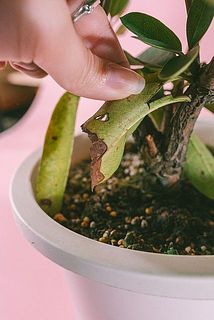 一部、葉に傷がある場合がございます。