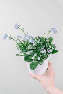 花付きや、開花具合には個体差がございます。