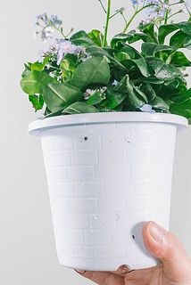 一部、鉢に汚れがある場合がございます。