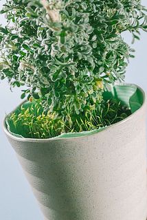 他の植物が生えている場合もございます。気になる場合は優しく取ってね。