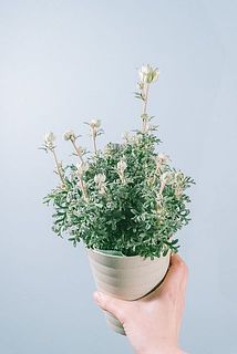 花付き、開花具合には個体差があります。