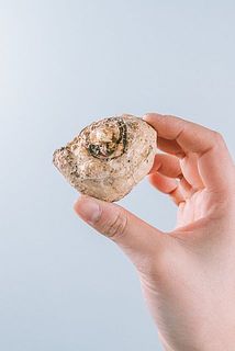 カラーの球根🧅