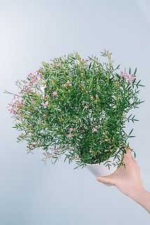 花付きには個体差があります。