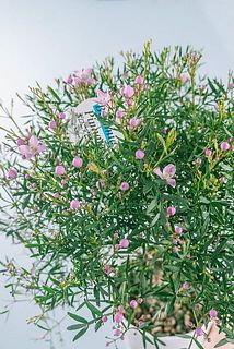 開花具合には個体差があります。