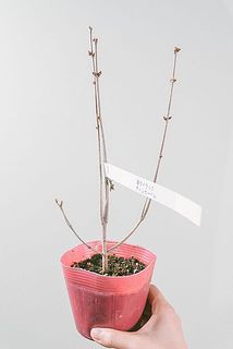 枝ぶりには個体差があります。