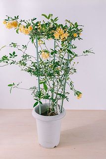 花付きには個体差があります。