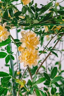 開花具合には個体差があります。