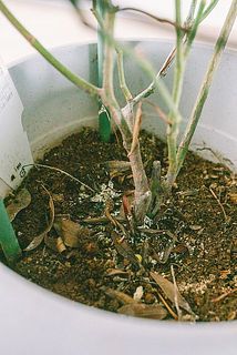 鉢の中に枯葉がある場合がございます。