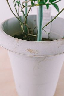 一部、鉢が汚れている場合がございます。