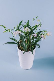 個体差があります。